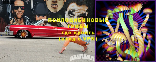 прущие грибы Абинск